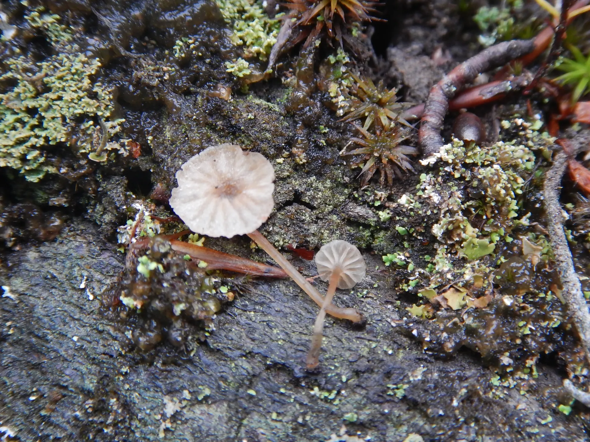 Entoloma rhodocylix, 22-07-06